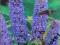 Budleja Dawida Nanho Blue niebieska C2 20-60cm