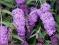 Budleja Dawida Nanho Purple fioletowa C2 20-40cm