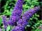 Budleja dawida Purple Chip fioletowa C3 20-30cm