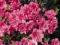 Azalia japońska - Azalea japonica 'Babuschka'