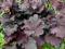 Heuchera villosa 'Binoche' - Żurawka - NOWOŚĆ !!!