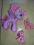 My Little Pony duży konik figurka 2 szt kucyk MLP