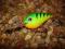 WOBLER RAPALA CRANKIN RAP - 5cm/10g - OKAZJA!