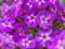 Phlox PURPLE KISS_floks_płomyk P11 dwuletni