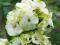 Phlox JADE_floks_płomyk_doniczka# GRATIS#