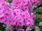 Phlox EVA CULLUM_floks_płomyk P11_dwuletni!!!!!!!!