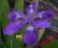 Iris tectorum-irysek na skalniak 2 szt. biały+nieb