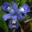 Iris gracilimus - piękny niski irysek na skalniak