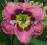 20 Hemerocallis  Liliowiec Always Afternon