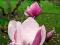 Magnolia liliiflora Nigra  najcenniejsza do 60cm