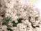 Gęsiówka biała Arabis caucasica - na skalniaki
