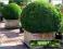 Bukszpan wieczniezielony Bonsai kula C_25 30-40cm