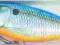 RAPALA SHAD RAP SSR05 SB + GRATIS BYDGOSZCZ