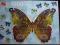 PUZZLE  W KSZTAŁCIE MOTYLA!!! idealne na prezent!