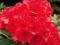 Rhododendron 'Red Jack' - Różanecznik CZERWONY !!!