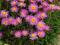 ASTER ALPEJSKI RÓŻOWY - SADZONKI