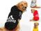 Bluza dla Psa ADIDOG - Kolory - Duże Rozmiary!!!
