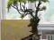 bonsai sztuczne drzewko, ZOKEI, 130 cm