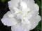Hibiscus 'White Chiffon' - HIBISKUS DUBELTOWY !!!!