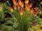 Trytoma groniasta - Red-hot poker