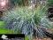 BŁĘKITNO-SREBRNA TRAWA~LEYMUS ARENARIUS~DUŻA,GĘSTA