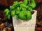 Bazylia zielona - sadzonki Ogrodów Ziołowych