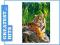 CASTOR 500 TYGRYS SUMATRZAŃSKI 51649 (PUZZLE)