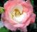 róża FIJI   