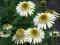 JEŻÓWKA _______ Echinacea ____________Little Angel