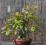 Bonsai - Dąb szypułkowy (Quercus robur) (3)