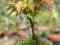 Bonsai - Klon ginnala (Acer ginnala) 41