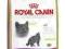 Karma dla kota Royal Canin Shorthair 34 10 kg