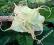 Brugmansia datura wielkie drzewo 220 cm z pąkami