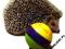 jeż pigmejski - snack ball dla jeża