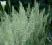 KOELERIA -niebieskie liście, niziutka trawka