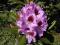 Rhododendron 