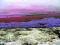 _//__NIEBIESKI DYWAN_ KWIATY_90 DNI W ROKU__FLOKS_