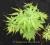 Acer palmatum 'Sister Ghost' - Klon DUCH NoWoŚć !!