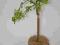 Salix Arbuscula wierzba drzewko bonsai 02