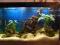 Akwarium Zestaw Pełne Wyposażenie!