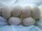 Jaja lęgowe kaczek pekińskich, tania wysyłka