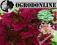 Hortensja  WIM'S RED   JEDYNA TYLKO U NAS RARYTAS