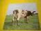 Pink Floyd- Atom Heart Mother--- Super stan