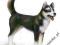 SCHLEICH PIES HUSKY 24DHL