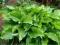 Funkia Hosta 