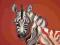 Zebra Duży obraz 120x80 Nowoczesne wnętrze
