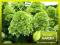 HORTENSJA BUKIETOWA 'LIMELIGHT' - LIMONKOWA, W P9!