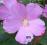 Hibiscus moscheutos, hibiskus, j. róż, duże sadz