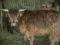 Krowy szkockie bydło Highland