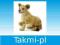 ANIMAL P. Lwiątko siedzące OD RĘKI
